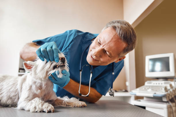 Best Emergency Root Canal Therapy in Woodbridge, VA